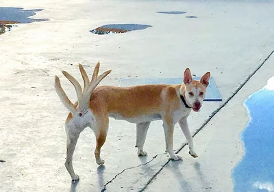 Собаки і панорамна зйомка - бомбічне поєднання для гарантовано смішних фото - фото 536755