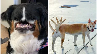 Собаки и панорамная съемка – бомбическое сочетание для гарантированно смешных фото