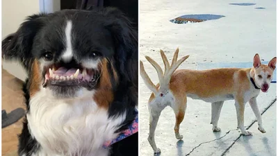 Собаки і панорамна зйомка - бомбічне поєднання для гарантовано смішних фото