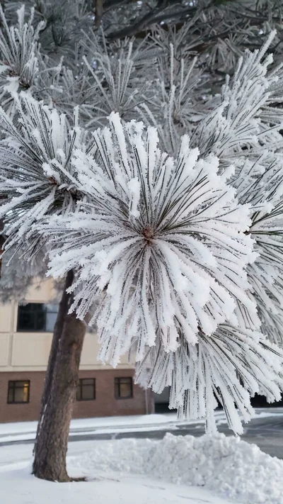 20 морозных и снежных фото о том, как выглядит настоящий холод - фото 537009