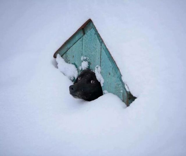 20 морозних та сніжних фото про те, який на вигляд справжній холод - фото 537010