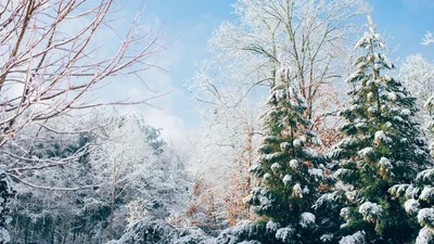 10 зимових традицій, які розважатимуть тебе до весни