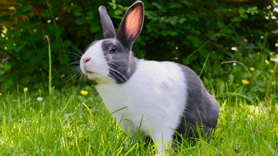 Гигантский кролик проиграл женщине в поедании салата на скорость