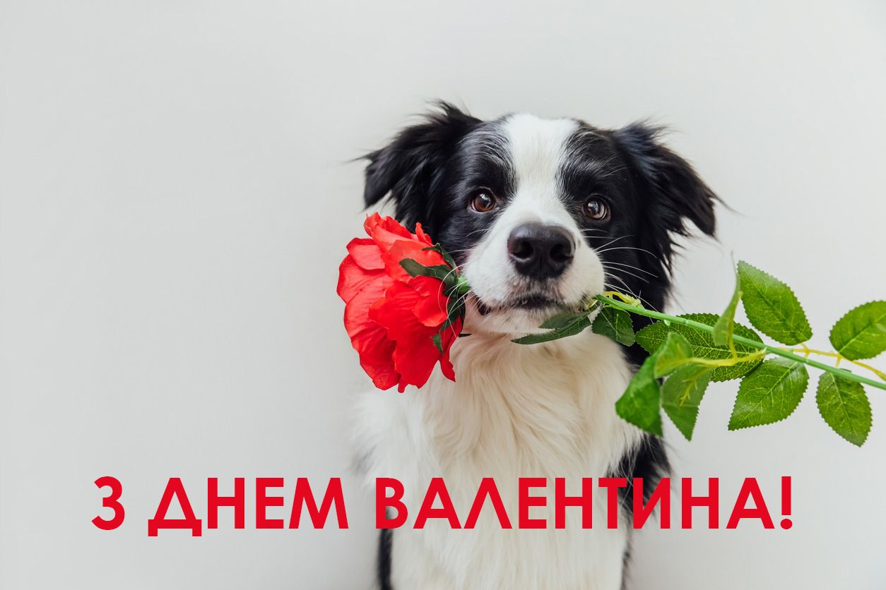 Листівки з Днем святого Валентина 2022 - 538628 Листівки з Днем святого Валентина 2022 - фото 538628