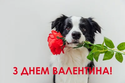 День святого Валентина 2024: картинки с романтическими поздравлениями - фото 538628