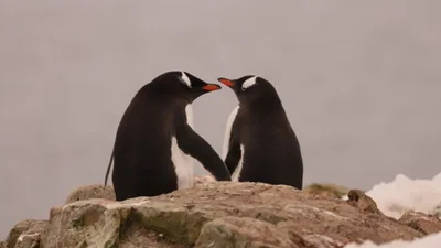 Закохані пінгвіни, яких підловили полярники, змушують вірити у щиру любов