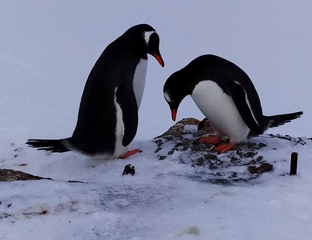 Влюбленные пингвины, которых подловили полярники, заставляют верить в искреннюю любовь - фото 539130