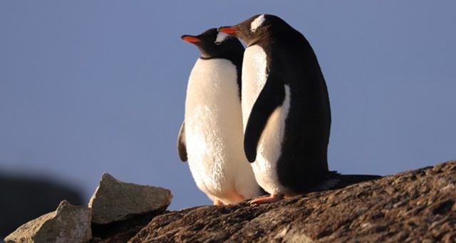 Влюбленные пингвины, которых подловили полярники, заставляют верить в искреннюю любовь - фото 539131