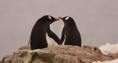 Закохані пінгвіни, яких підловили полярники, змушують вірити у щиру любов - фото 539132