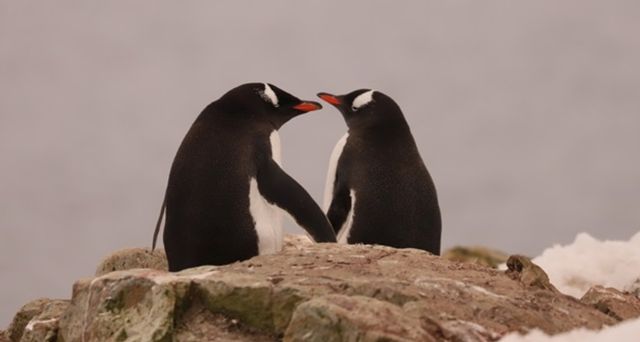 Влюбленные пингвины, которых подловили полярники, заставляют верить в искреннюю любовь - фото 539132