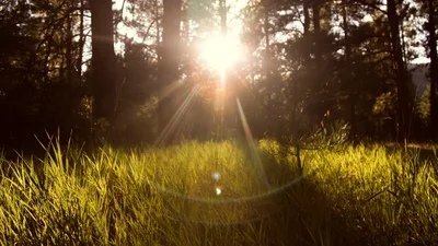 Показали фото гігантського виверження на Сонці