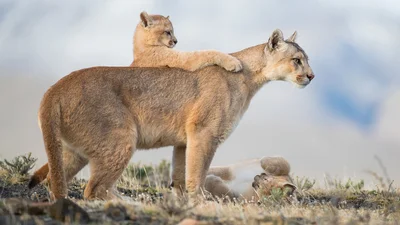 Показали найкращі фото природи 2021, і це можливість переключитись на щось добре