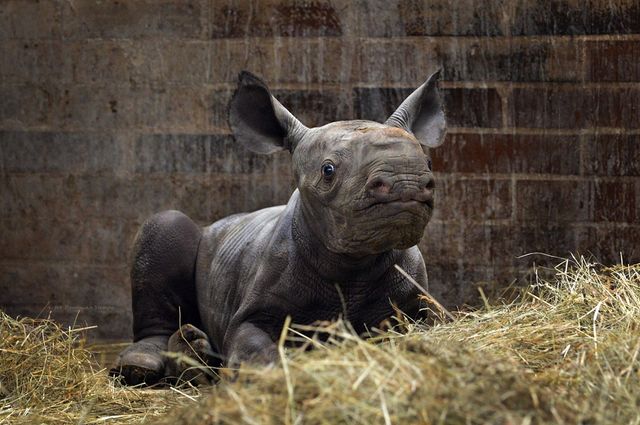 У зоопарку Чехії народився носоріг, якого назвали на честь Києва - фото 541305