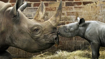 В зоопарке Чехии родился носорог, которого назвали в честь Киева