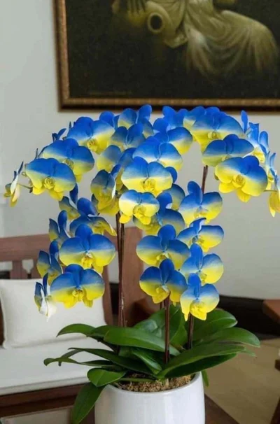 На Тайване вывели новый сорт орхидей цветов украинского флага - фото 541621