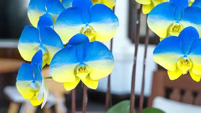 На Тайване вывели новый сорт орхидей цветов украинского флага