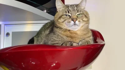 Кіт Степан зібрав гроші для тварин з України