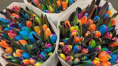 З'явився новий сорт знаменитих нідерландських тюльпанів - "Україна"