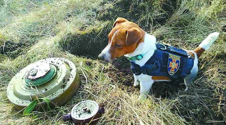 Потішні ілюстрації, які художники присвятили Патрону - песику-помічнику саперів ДСНС - 543250 Потішні ілюстрації, які художники присвятили Патрону - песику-помічнику саперів ДСНС - фото 543250