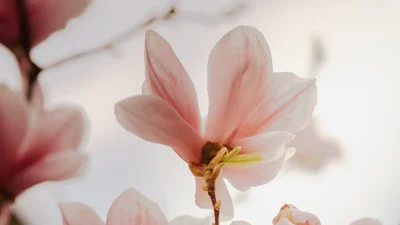 Попри холод і війну в Києві зацвіли магнолії