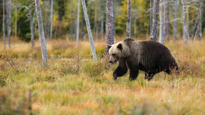 Медведь сбежал из леса и показал горожанам, как правильно переходить дорогу