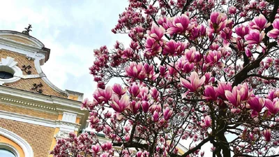 От Ужгорода до Днепра: фото о том, как этой весной цветет Украина