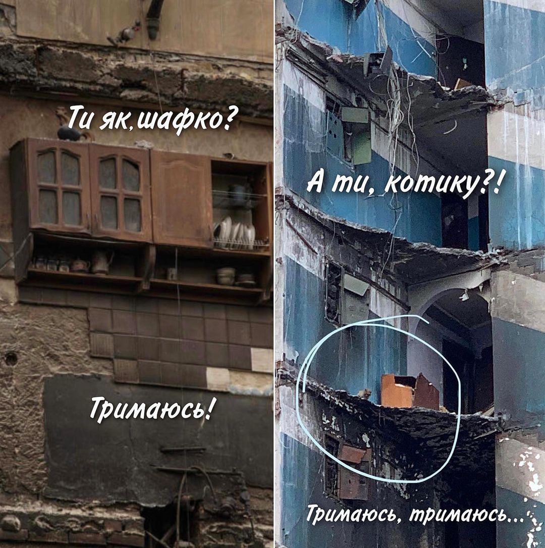 В Бородянке спасли кошку, которая месяц жила на 7-м этаже разрушенного дома - 544034 В Бородянке спасли кошку, которая месяц жила на 7-м этаже разрушенного дома - фото 544034