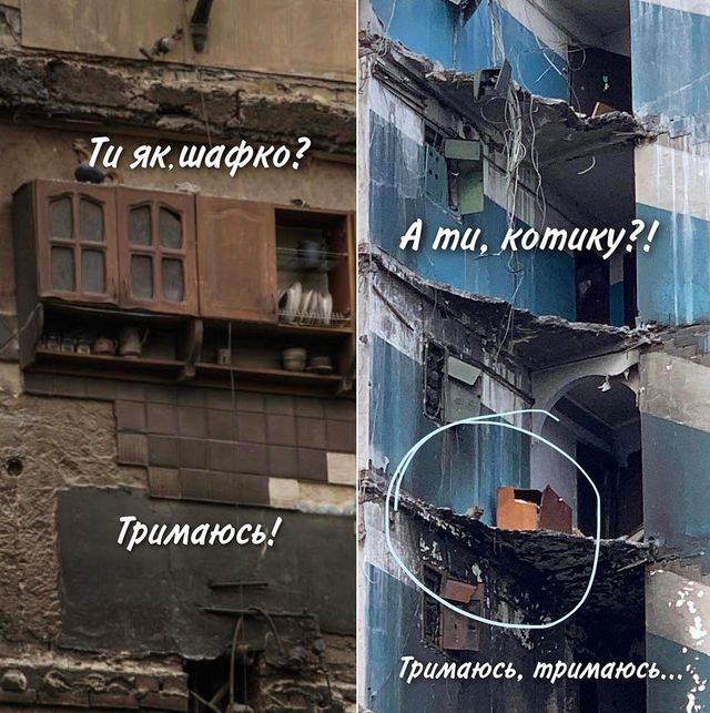 В Бородянке спасли кошку, которая месяц жила на 7-м этаже разрушенного дома - фото 544034