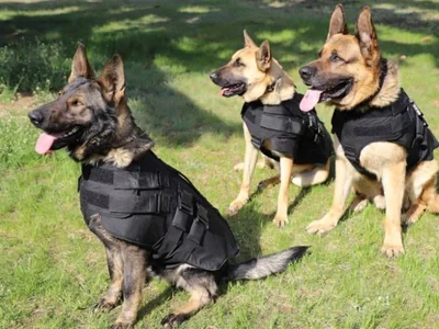 Американці передали українським собакам-прикордонникам броніки, і це супермила видовище - фото 544065