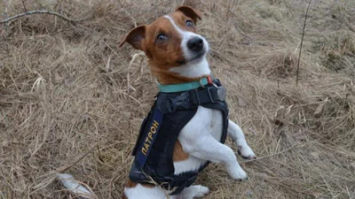 Яка милота: Володимир Зеленський нагородив знаменитого песика Патрона