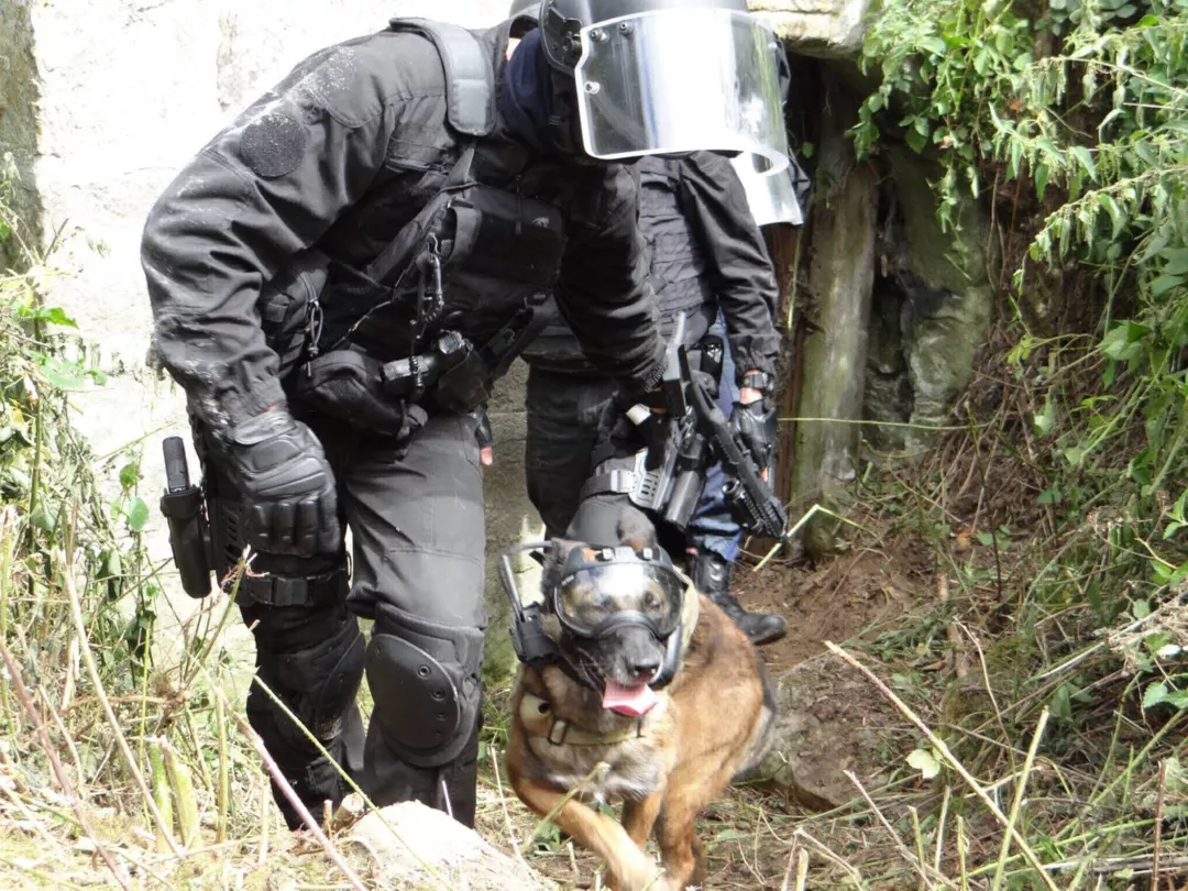 Собаки ЗСУ отримали шоломи, які коштують дорожче, ніж екіпірування ворога, і ось фото - 544628 Собаки ЗСУ отримали шоломи, які коштують дорожче, ніж екіпірування ворога, і ось фото - фото 544628