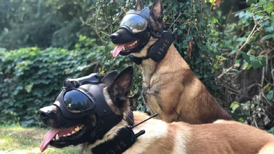 Собаки ВСУ получили шлемы, которые стоят дороже, чем экипировка врага, и вот фото