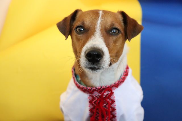 Тебе замилує патріотичне фото пса Патрона у вишиванці - фото 544723