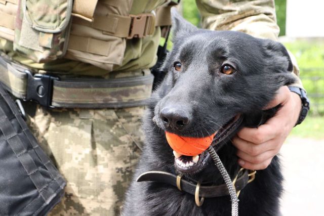 Украинцев покорил пес-разведчик по прозвищу Бой - фото 544833