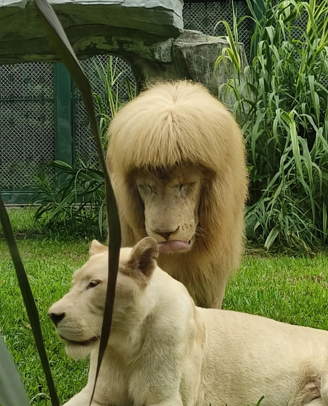 Це смішне фото лева з зіпсованою зачіскою заслуговує стати мемом - фото 545101