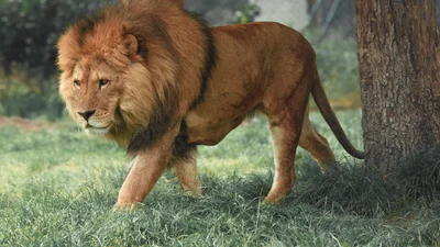 Це смішне фото лева з зіпсованою зачіскою заслуговує стати мемом
