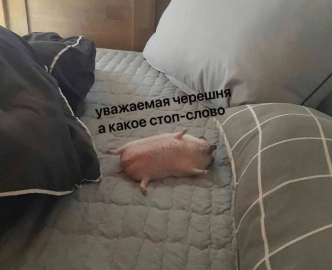 Актуальні меми про черешню, які ти заціниш - 545923 Актуальні меми про черешню, які ти заціниш - фото 545923