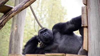 Смішне відео з горилою, яка зухвало показала свою дупцю