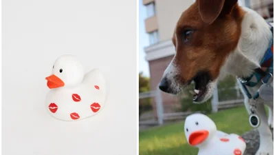 Лоти від Тіни Кароль, Віталія Кличка та пса Патрона: українці Канади влаштовують аукціон