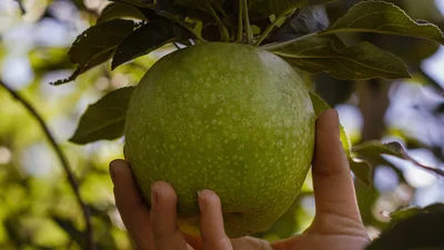 Картинки з Яблучним Спасом 2024 - найкрасивіші привітання зі святом