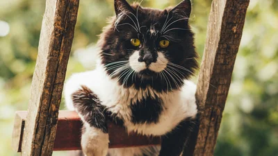 Ти реготатимеш з відео, в якому кіт обісцяв російський танк