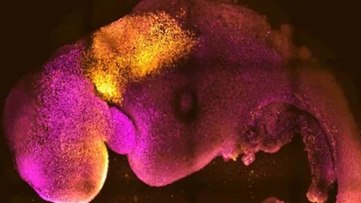 Вчені вперше створили ембріон без яйцеклітин та сперматозоїдів