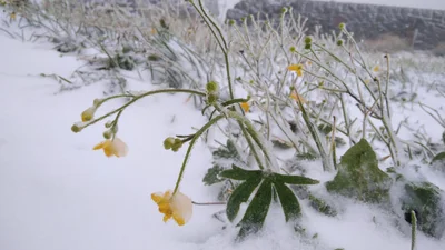 В Україні випав перший сніг