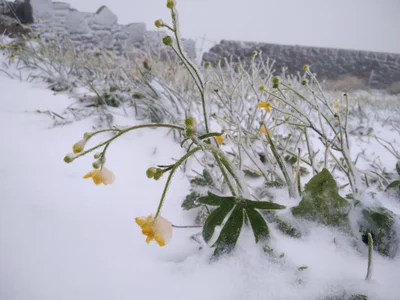 В Україні випав перший сніг - фото 548842