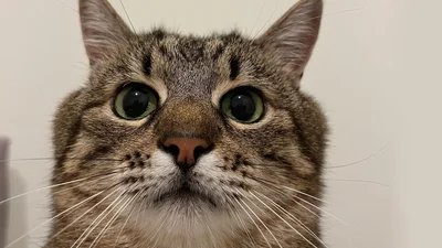 Кот Степан вернулся в Украину и показал фото сказочного Львова