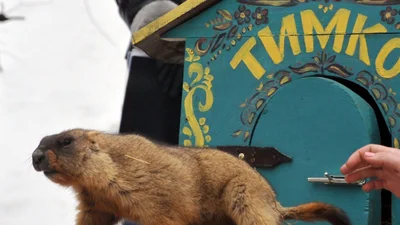 Сурок Тимко, ежегодно предвещающий весну, пережил оккупацию, и вот его милые фото