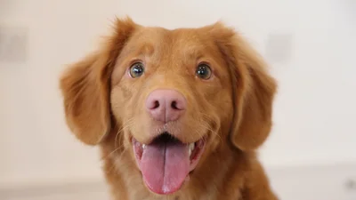 Тобі підніме настрій відео з песиком, який сходив у туалет прямо на столі ведучих новин