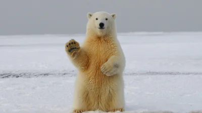 Забавное видео с белым медведем, который развлекается на леднике