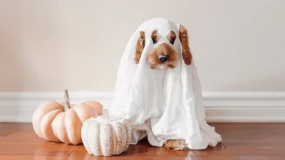 Идеи костюмов на Хэллоуин для тематической вечеринки или посиделок с друзьями или коллегам