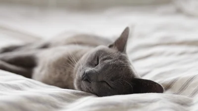 В Японии создали одеяло, имитирующее шерсть котиков